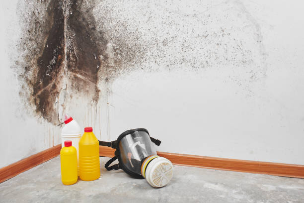 Best Fast Mold Removal  in Spanish Fort, AL