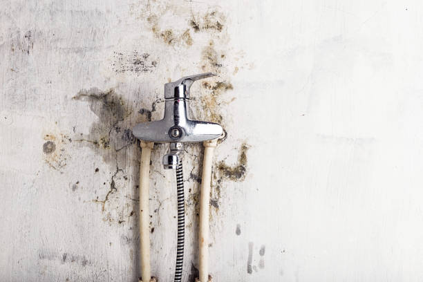 Best Same-Day Mold Removal  in Spanish Fort, AL