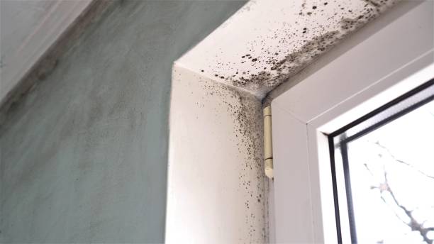 Best Black Mold Removal  in Spanish Fort, AL