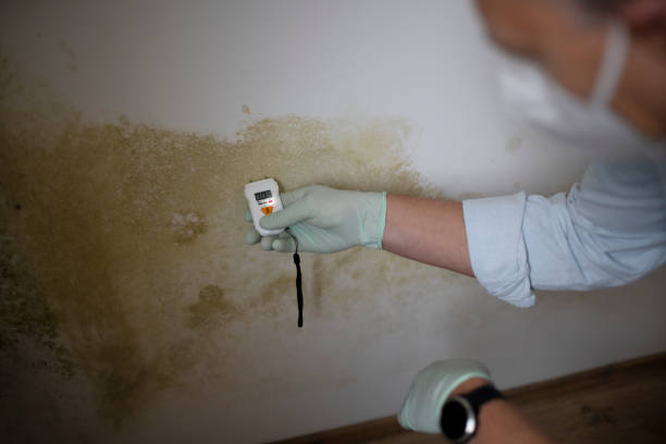 Best Black Mold Removal  in Spanish Fort, AL