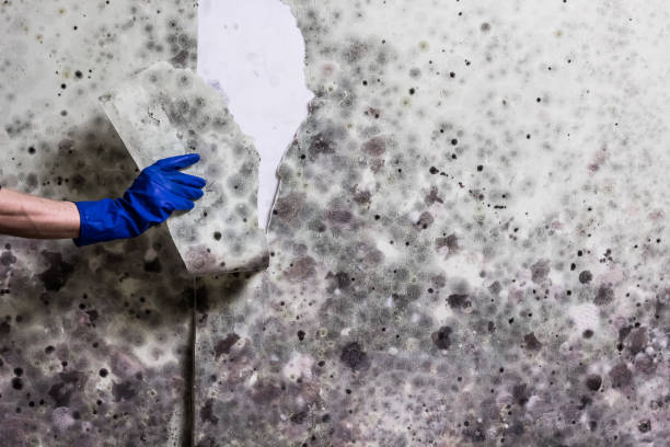 Best Mold Cleaning Services  in Spanish Fort, AL