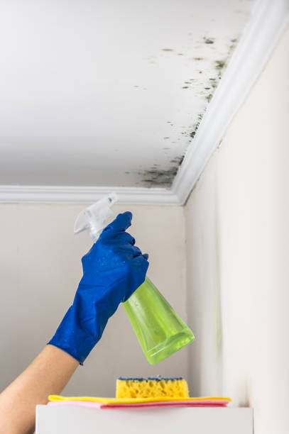 Best Home Mold Removal  in Spanish Fort, AL